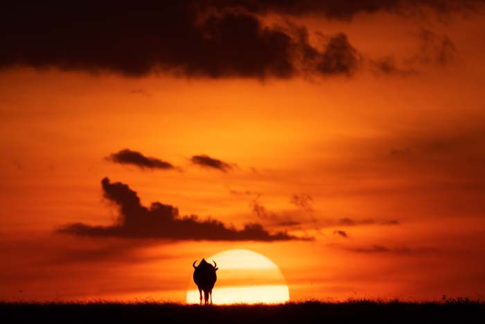 A silhouette o a wildebeest against a setting sun and orange sky with clouds