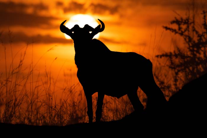 Picture of a wildebeest in front of a stunning sunset
