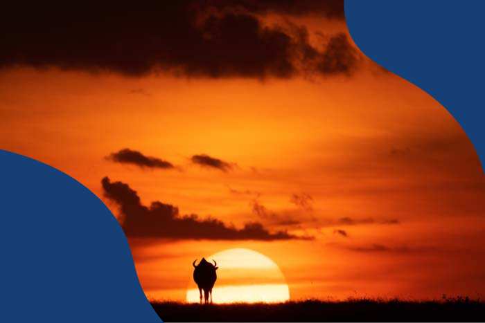 A wildebeest stands in front of a blazing sunset