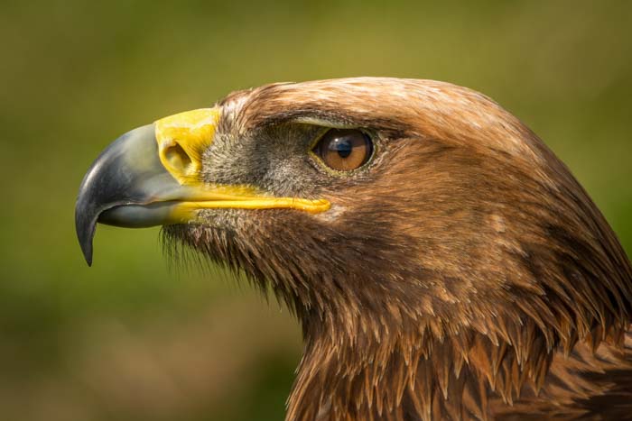Close-up of an eagle with brown feathering and yellow parts on its curved, pointed beak