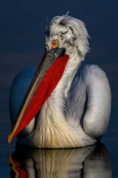 A close-up of a floating white pelican with an orange beak, yellow highlights, and a reflection in the water