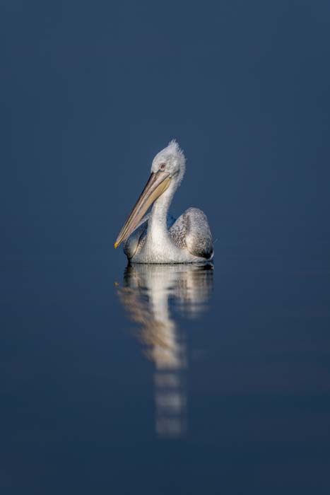 A white pelican with grey and black fringing floating on water with a hazy reflection