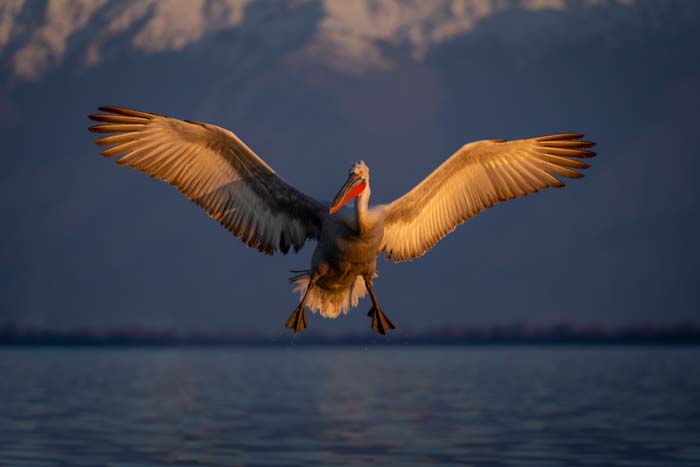 Action picture of a pelican landing over water with wings spread out