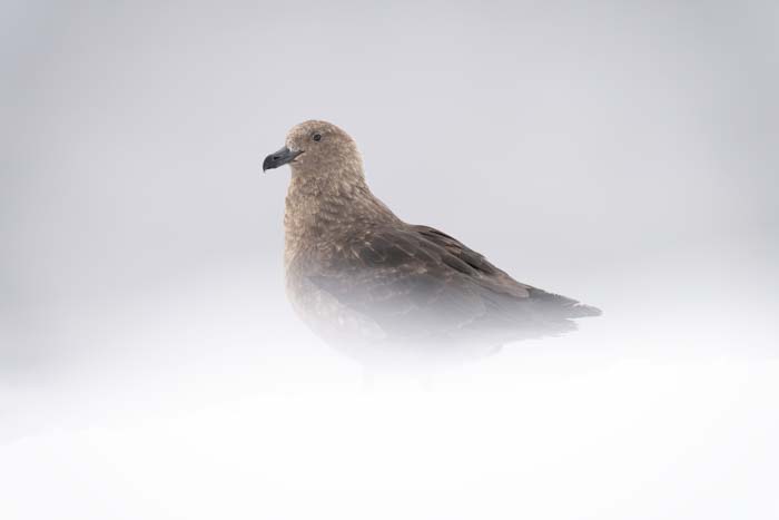Selective focus example of a brown skua with the foreground blurred white with snow