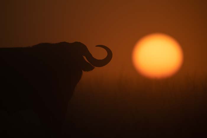 Silhouette of a Cape buffalo against an orange and yellow sunset