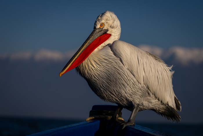 Selective focus photo example of a large white pelican with an orange beak sitting on the bow of a wooden boat