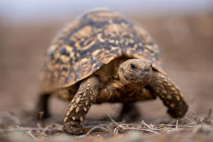 Close-up of a leopard tortoise walking with a shallow depth of field