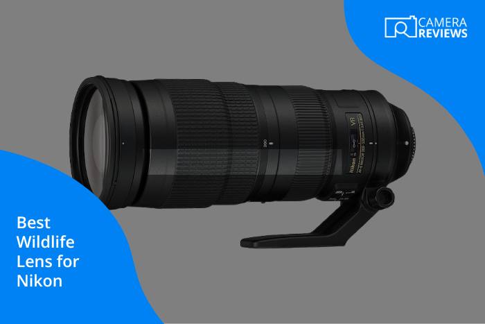 Best Nikon Lens For Wildlife Photos on colorful background with article title text