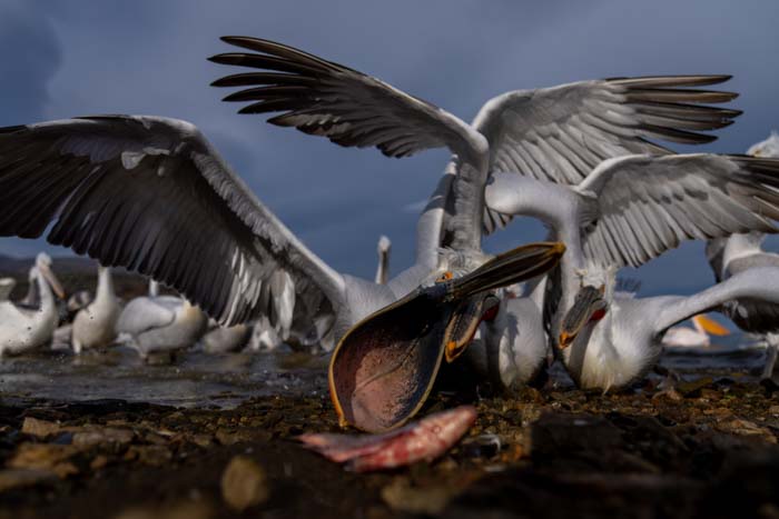 Picture of several pelicans with their wings spread grabbing fish on a shoreline