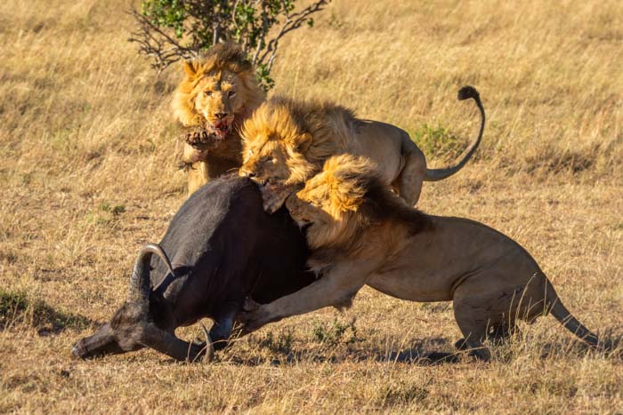 Picture of three lions taking down a buffalo in grasslands