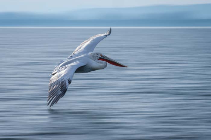 A panned shot of a large white pelican flying over water