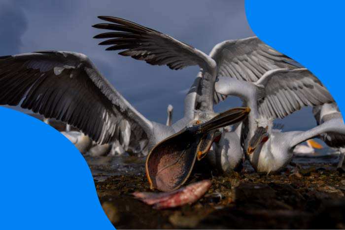 F-stop chart featured image with Pelicans feeding