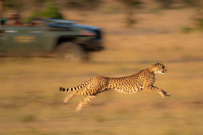 A slow pan of a cheetah running with a vehicle blurred in the backgorund