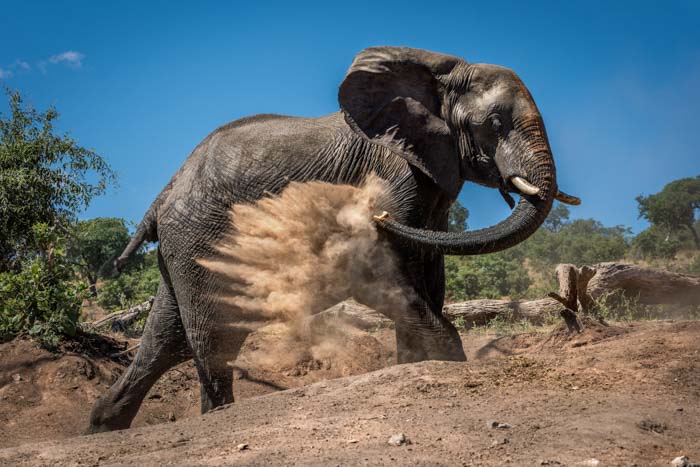 An African elephant throwing dust on itself with it's trunk