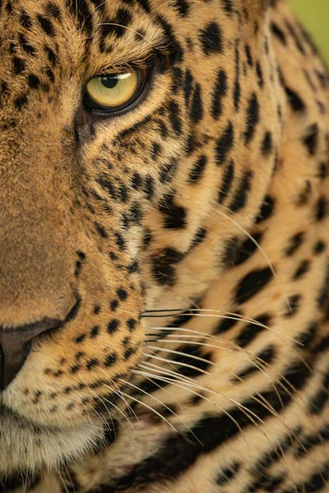 A close-up of half a leopard's face and upper neck area