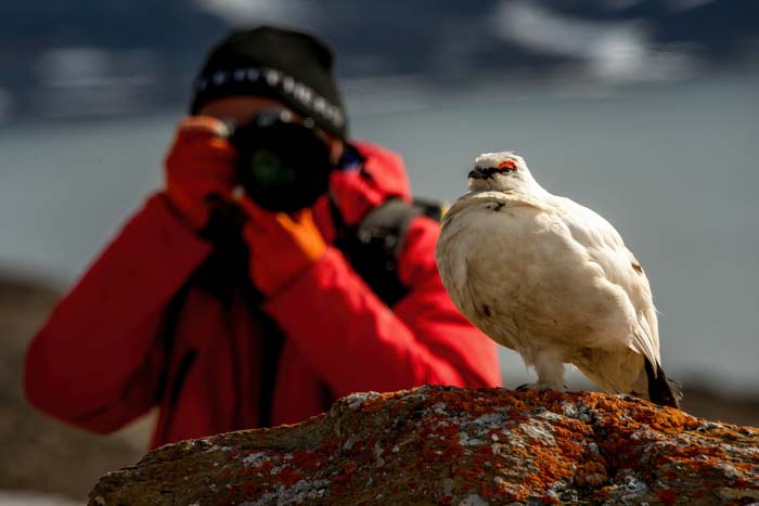 A photographer in the background taking a picture of a white bird perched on a rock in the foreground