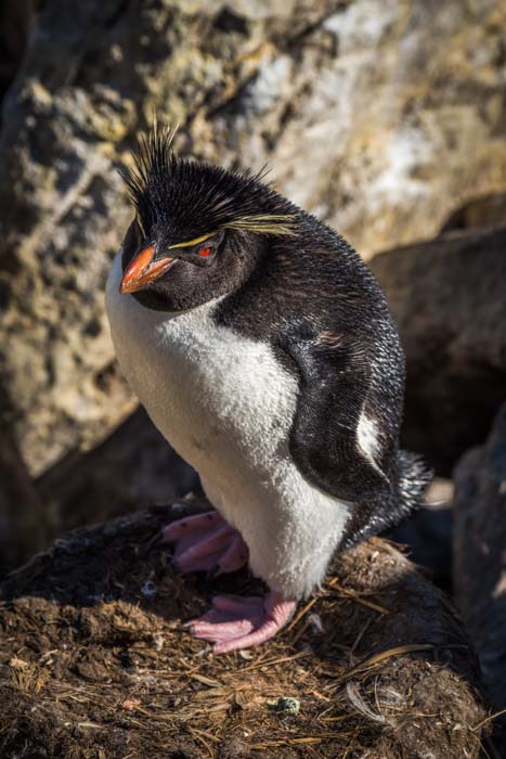 Overhead shot of a rockhopper penguin looking up on a perch