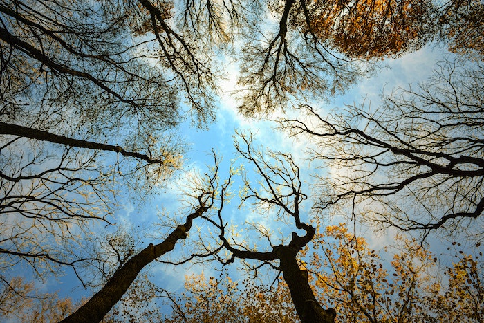 A canopy of bare trees and branches with some autumn leaves seen from below