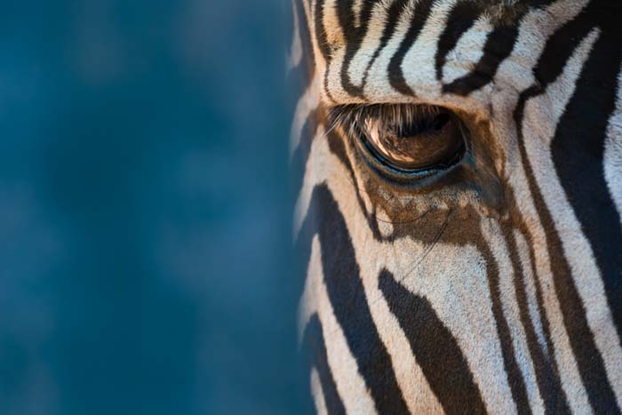 An extreme close-up photo of a Grévy’s zebra's eye and part of its face