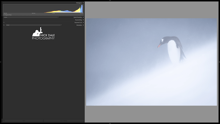 Shot of a gentoo penguin with histogram