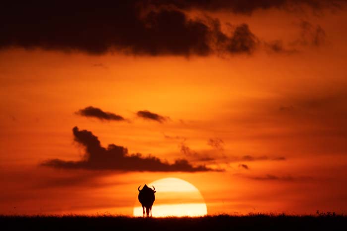 Silhouette of a wildebeest against a setting sun and orange sky