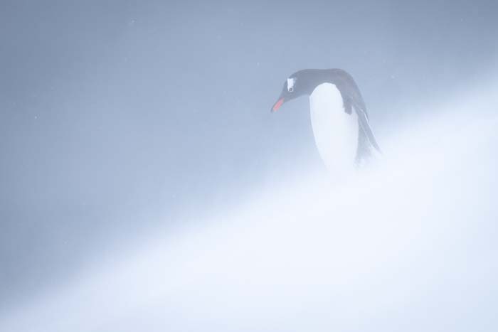 A penguin walking on a slight downhill in a snowstorm