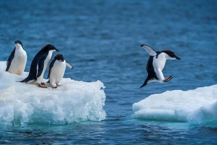 A penguin jumping between two ice floes with other penguins looking on