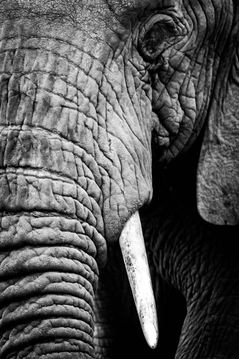 An abstract close-up of a an elephant in black and white