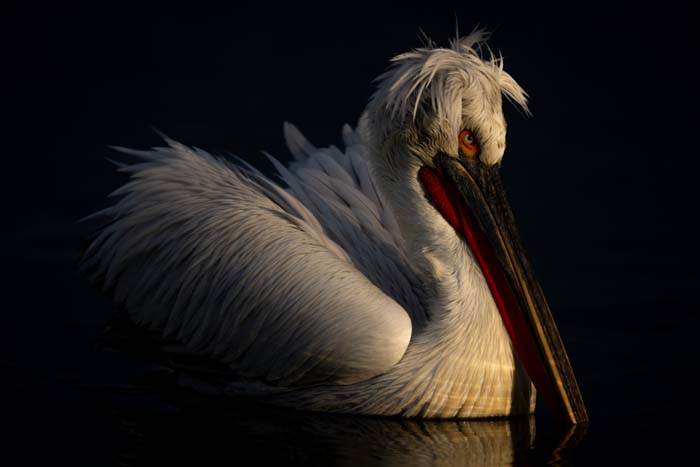 Low-light image of a pelican floating on water