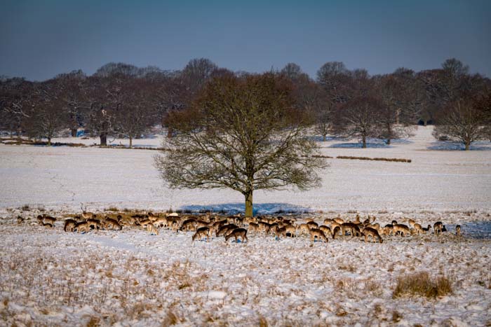 A lone tree in a winter field with more trees in the background