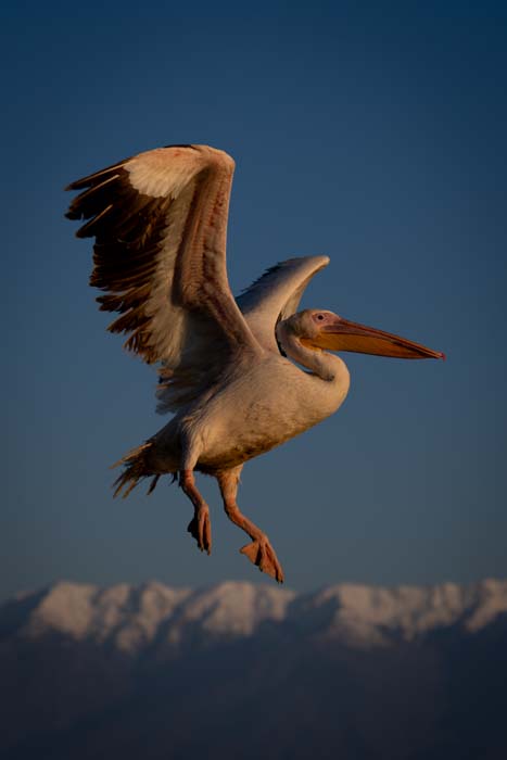 Pelican shot with a 70-200mm lens at 70mm