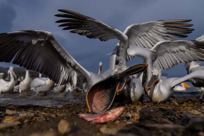 Pelicans shot with a 24-70mm lens at 26mm