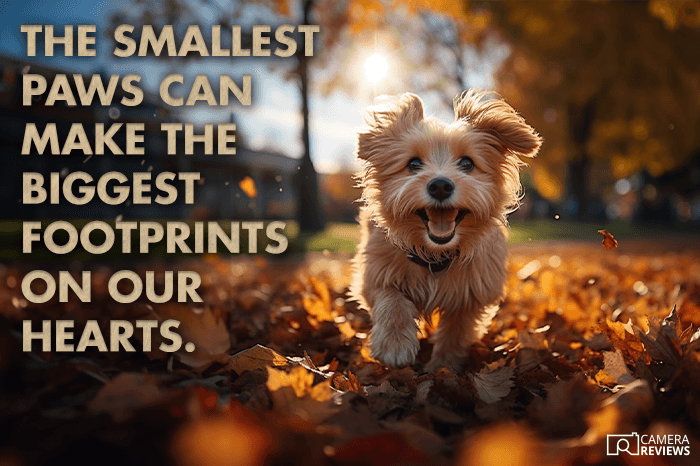 photography caption for Instagram overlayed on a photo of a dog running in an autumn scene