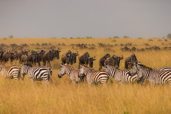 Travel image of zebras and wildebeests on an African safari